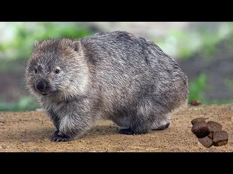 Нажми и смотри