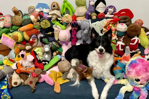 Одна из собак, учавствовавших в исследовании