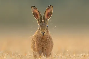 Мир дикой природы: лучшие кадры British Wildlife Photography Awards 2024 Мир дикой природы: лучшие кадры British Wildlife Photography Awards 2024