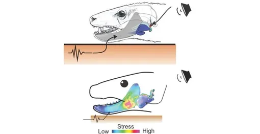 Моделирование показало, что звуковые волны, воздействующие на барабанную перепонку Thrinaxodon (вверху), позволяли ему слышать гораздо эффективнее, чем при помощи одной только костной проводимости (внизу).