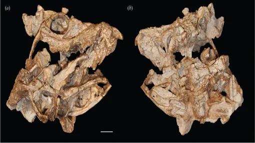 Череп Eosphorosuchus lacrimosa