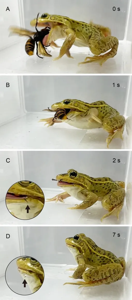 Лягушка ест шершня Лягушка ест шершня