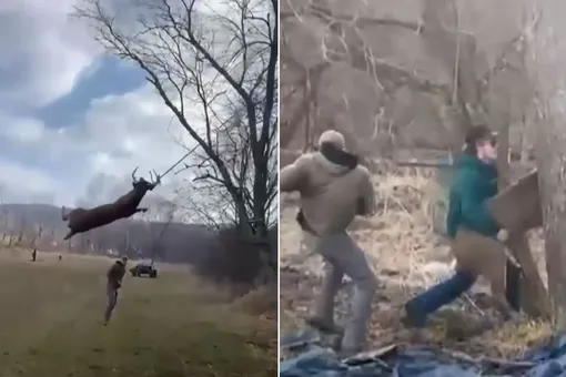 Видео: олень запутался в веревочных качелях, его спасли охотники Видео: олень запутался в веревочных качелях, его спасли охотники