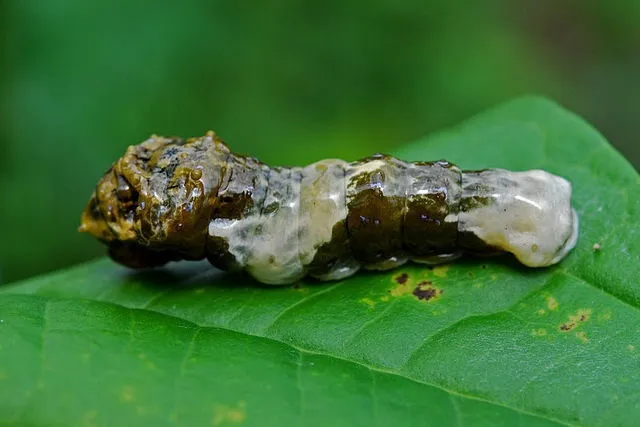 Некоторые гусеницы профессионально маскируются под... птичий помет. Подобная нелицеприятная тактика помогает им избегать контакта с любопытными пернатыми хищниками. Чего не сделаешь ради того, чтобы остаться в живых! Некоторые гусеницы профессионально маскируются под... птичий помет. Подобная нелицеприятная тактика помогает им избегать контакта с любопытными пернатыми хищниками. Чего не сделаешь ради того, чтобы остаться в живых!