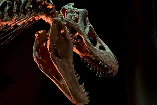 Тираннозавр был теплокровным? Зубы T. rex помогли найти ответ Тираннозавр был теплокровным? Зубы T. rex помогли найти ответ
