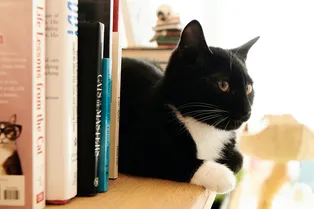 Одиозные люди, экивоки и вертиго: сложный тест на словарный запас, который провалили 90% опрошенных