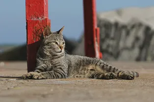 Почему кошачья моча так плохо пахнет: ученые наконец-то выяснили это Почему кошачья моча так плохо пахнет: ученые наконец-то выяснили это