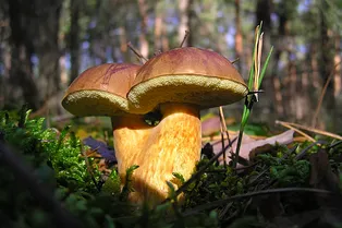 Почему после дождя растут грибы и правда ли это? Почему после дождя растут грибы и правда ли это?