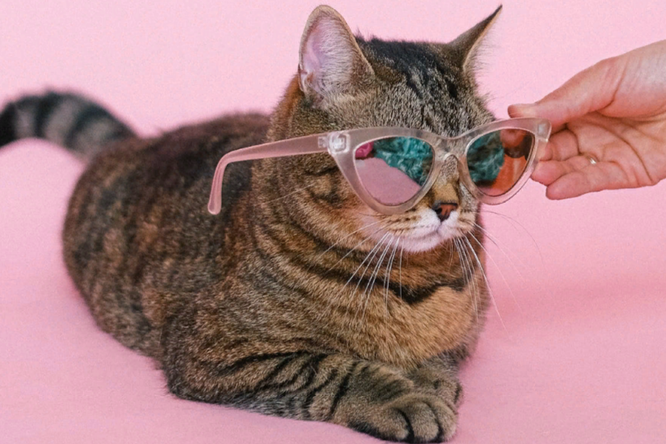 Нельзя, но они просят: пиво, чипсы и другие продукты, которые обожают коты. Самые шокирующие факты о привычках кошек