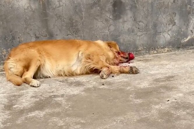 Собака чуть не довела хозяина до сердечного приступа, притворившись мертвой: ретривер съел красный фрукт и уснул
