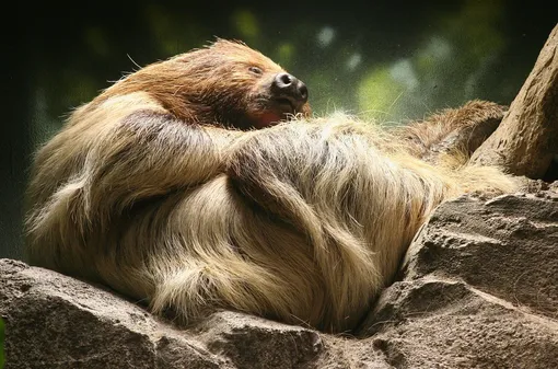 Ленивец. Choloepus didactylus. Ленивец. Choloepus didactylus.