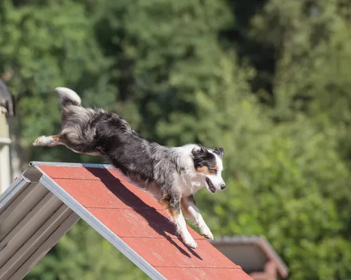 СДВГ у собаки