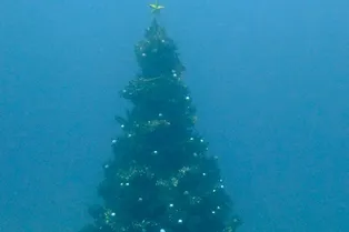 На дне моря поставили новогоднюю ёлку На дне моря поставили новогоднюю ёлку