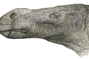 Близкие связи: динозавр с британского острова оказался родственником игуанодона Близкие связи: динозавр с британского острова оказался родственником игуанодона