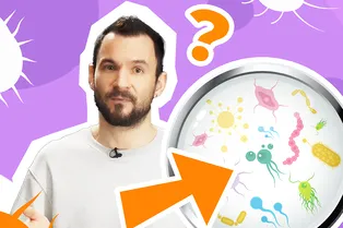 Чем микробы отличаются от бактерий и что такое бациллы? Чем микробы отличаются от бактерий и что такое бациллы?