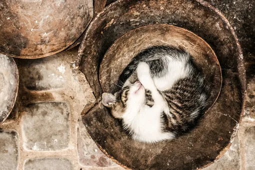 Кот Кот