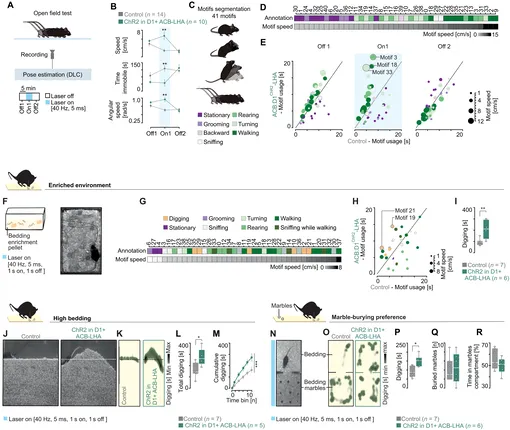 Путь D1+ ACB-LHA приводит к компульсивному состоянию копания