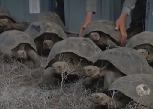 Флореанские черепахи. Флореанские черепахи.