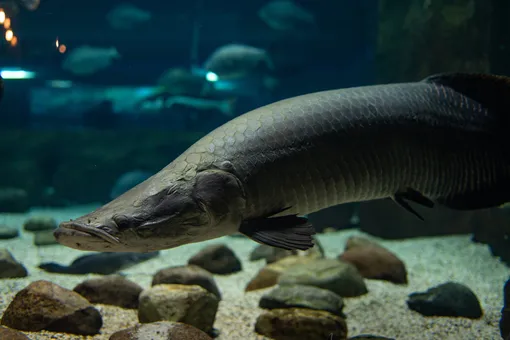 Рыба арапайма: какими суперспособностями обладает гигант Амазонки Рыба арапайма: какими суперспособностями обладает гигант Амазонки