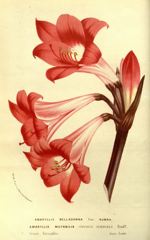 Амариллис Белладонна / Amaryllis belladonna Амариллис Белладонна