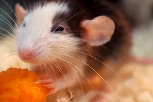 Ученые исцелили крыс от алкоголизма, поджарив их мозги лазером Ученые исцелили крыс от алкоголизма, поджарив их мозги лазером