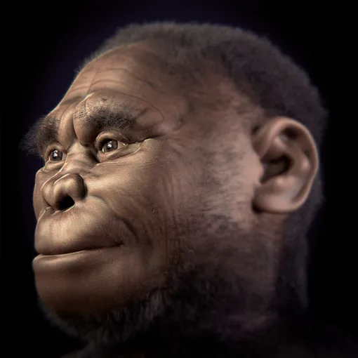 Реконструкция лица Homo floresiensis Реконструкция лица Homo floresiensis