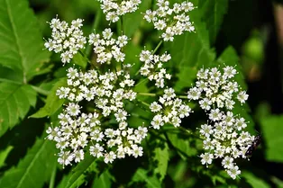 Это еще цветочки: 5 самых смертоносных растений в мире