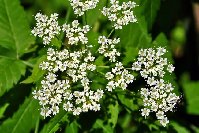 Это еще цветочки: 5 самых смертоносных растений в мире