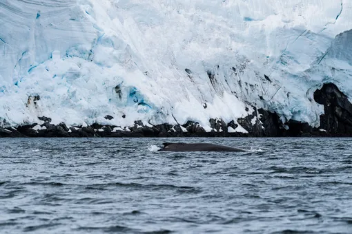 Льды Антарктиды