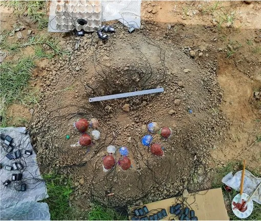 Фотография размещения яиц в гнезде.