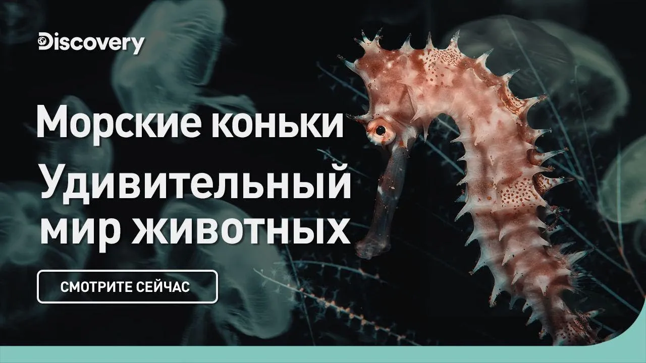 Нажми и смотри Нажми и смотри