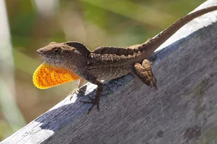 Почему пережившие ураганы ящерицы становятся сильнее