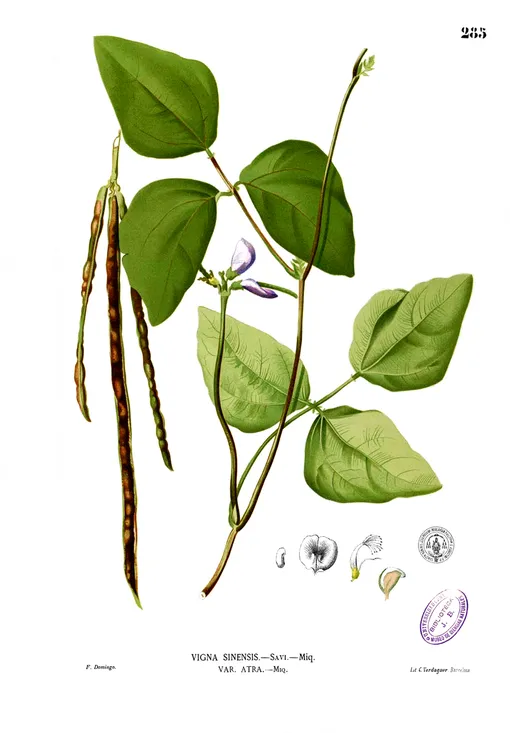 Vigna unguiculata