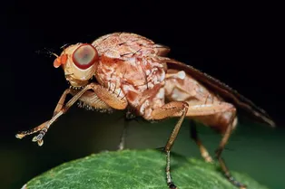 ИИ «читает» поведение животных и управляет их мозгом ИИ «читает» поведение животных и управляет их мозгом