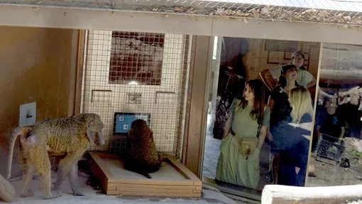 Исследователи наблюдают за тем, как обезьяны проходят игру на сопоставление фигур. Исследователи наблюдают за тем, как обезьяны проходят игру на сопоставление фигур.
