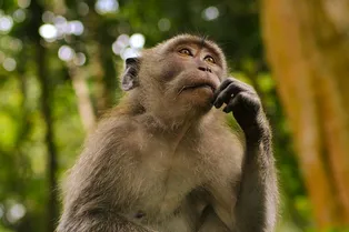 Как ИИ разрушает мышление людей? Узнайте интересный ответ!