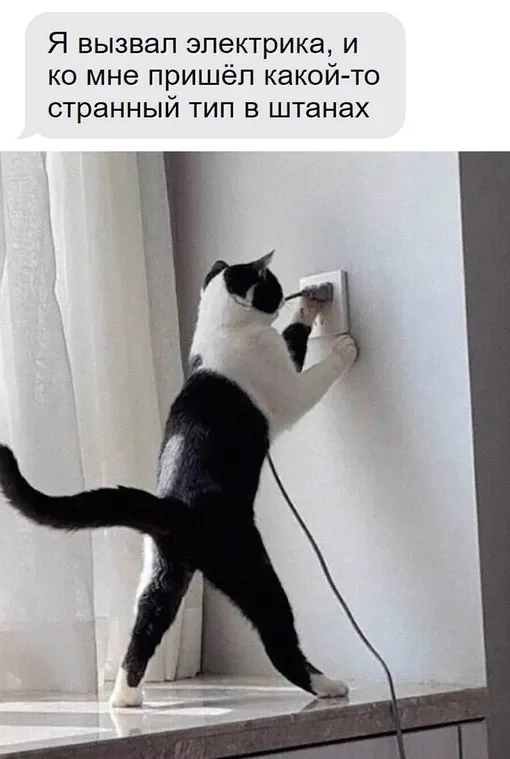 Кот