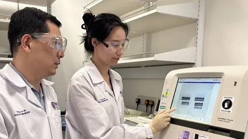 Ученые изучили экспрессию генов, связанных с DMTF1.