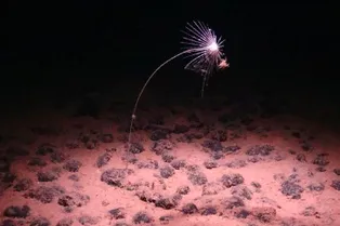 Невидимая линия глубоко в океане делит животных на два лагеря Невидимая линия глубоко в океане делит животных на два лагеря