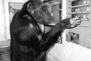Не стало одной из самых известных в мире шимпанзе по имени Ай Не стало одной из самых известных в мире шимпанзе по имени Ай