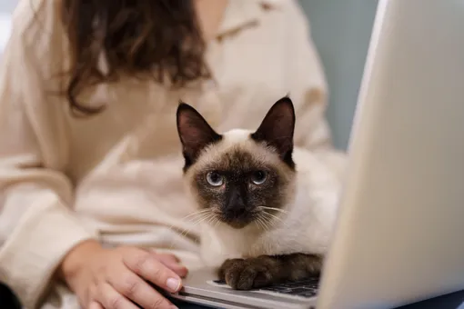 Кот на ноутбуке