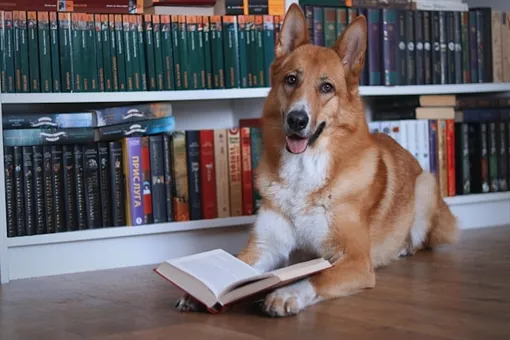 5 признаков того, что ваша собака гений 5 признаков того, что ваша собака гений