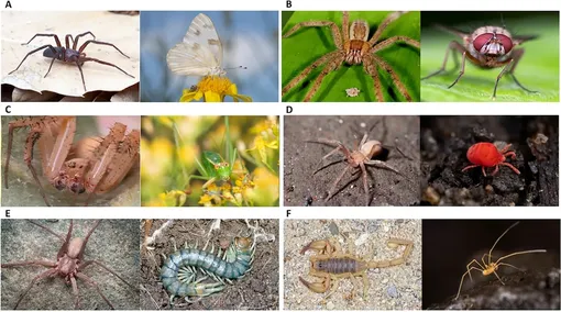 Изображения, используемые во время эксперимента Изображения, используемые во время эксперимента