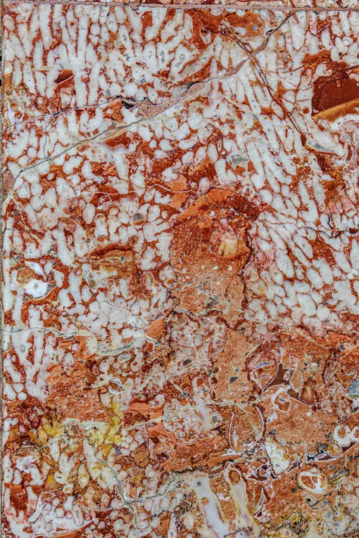 Станция метро «Красносельская». Основной тип находящихся в облицовке окаменелостей — одиночные и колониальные кораллы. Шестилучевые кораллы встречаются в разных разрезах и существуют до сих пор, четырехлучевые вымерли около 250 миллионов лет назад, в конце палеозойской эры Древние кораллы в стенах метро «Красносельская»