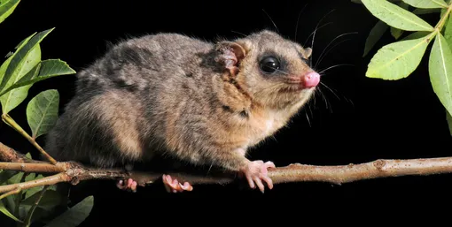 оппосум, животное оппосум, животное