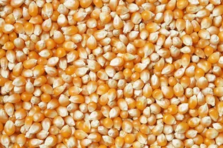 Почему человек не переваривает кукурузу: факт, который перевернет ваше представление о собственном теле Почему человек не переваривает кукурузу: факт, который перевернет ваше представление о собственном теле