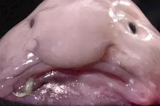 Посмотрите на «самое уродливое существо» на Земле! Узнайте, что это такое: интересные факты