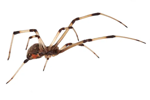 Коричневая вдова (Latrodectus geometricus) Коричневая вдова (Latrodectus geometricus)