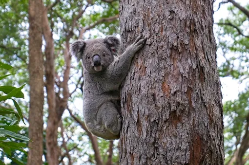 коала на дереве