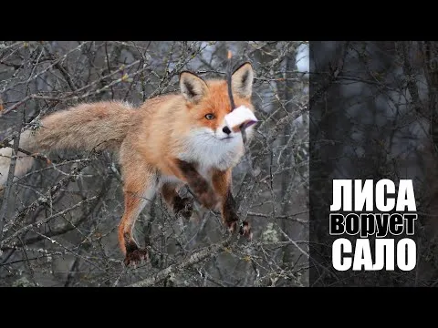 Нажми и смотри